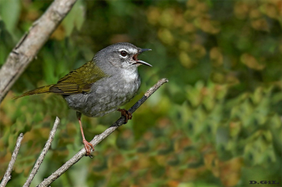 ARAÑERO OLIVÁCEO (Myiothlypis leucoblephara) - Arroyo La Boyada - SAN JOSÉ (Setiembre 2016)